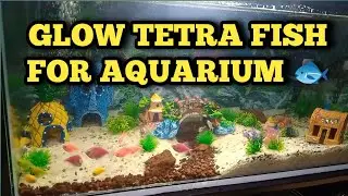 GLOW TETRA FISH FOR OUR AQUARIUM | COMPLETE NA‼️ | BOSS BABE PH