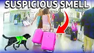 Sniffer Dogs Unleash CHAOS on Airport Dr*g Smugglers