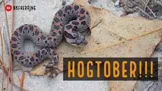 HOGTOBER!!!