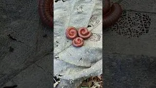 Anak Millipede kaki seribu yang lucu 🥰🥰🥰