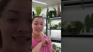 Anthurium Dark mama X (Papi narrow x Port) seed harvest and experience