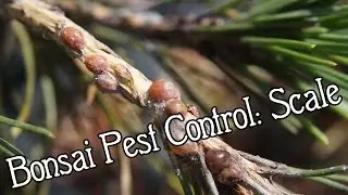 SCHLEY'S BONSAI Pest Control Part One: Scale
