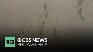 Confirmed cases of West Nile Virus in NJ; suspect arrested in Wayne, Pa. shooting | Digital Brief
