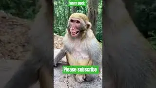 cute duck🦆voice🔊💞monkey🐒funny🤣funnyvideos #duck #monkey #trending #funny #shortsfeed #shorts #short🤣