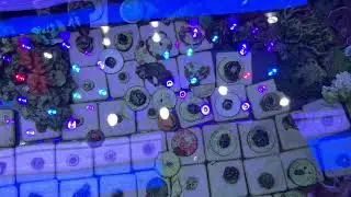 NEW ZOA FRAGS LOW BOY FRAG TANK REEFS SALTWATER AQUARIUM CORAL REEF NANO TANK UPDATE