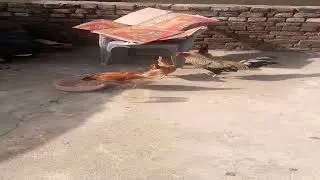 #cock#cocklover #cockvideo #shortvideo #ytshorts#homecock