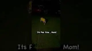 Its pee time, Mom 🐶 #dog # dogofyoutube#shorts #youtubeshorts #muffinthebeagle