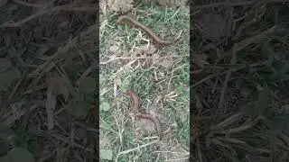 Millipede Movement,#short,#reel,#animal ,#millipede