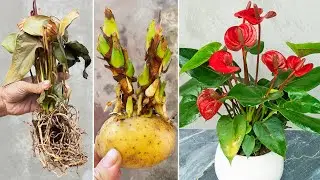 How to resurrect anthurium from a dead tree with just this, Growing anthurium with potatoes