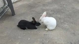 Rabbit and parrot 