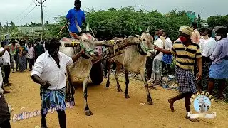munnam raja mudivarthi bulls at mudivarthi ox race