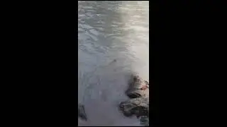 I caught two golden mahseer fish please subscribe my youtube channel like share comment   and enjoy
