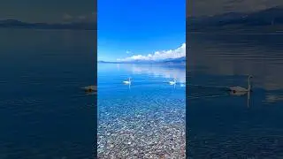 R.E.S Scenicania Magnificent 😍 Scenic Short #scenic
