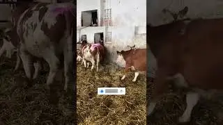 КРС симментал! #животноводство