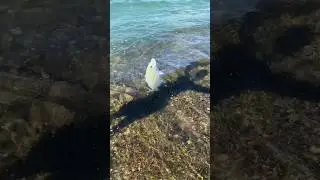 Maui shore catch (December 2020)