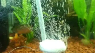 Diy co2 difiz&ouml;r