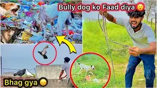 Jungli kutta Killed Bully dog 😮 || Ladai main kabutar bhag gya 😳