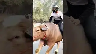 #BULL RIDER #RUNNING 😨😱🤣