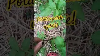 &hearts;️ Gardening experiments! #gardening #offgridfarm #offgridder #offgridgarden #permaculture #potatoes
