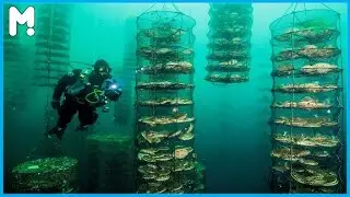Amazing Pearl Farming and Harvesting - Pearl Cultivation Technology - Growing Pearls from Oyster ▶45