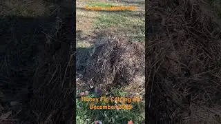 Honey#3 #fig #cutting #garden #viral #shorts #nature #orchard #figlife #fruitfarm #backyardorchard