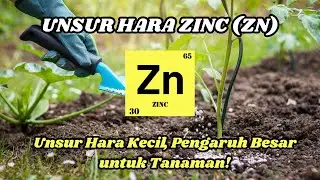 Mengenal Unsur hara Zinc (Zn): Unsur Hara Kecil, Pengaruh Besar untuk Tanaman!