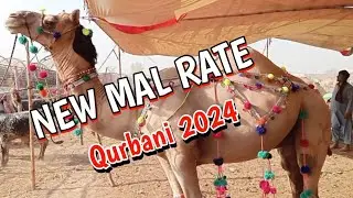 🐪Aaj Camel Ke Kia Rate Hain || New Camel Rajanpur Se Punch Gaye || Shahpur Kanjra @LahoriShauk