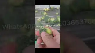 Frozen Vegetables IQF Tunnel Freezer Continuous Belt Freezing Machine How to Freeze Vegetables