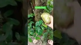 yummy Fruit I'm Philippine Country Side #success #fruits #MsGladJourney #shorts #Viral