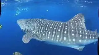 Snorkelers and whale sharks