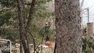 Crane Assisted Tree Removal
