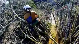 Big leaf Maple pruning. www.rctree.ca