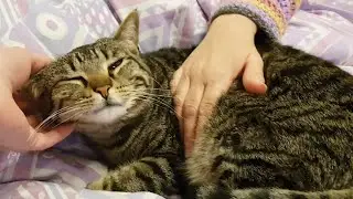My dream cat is hazel