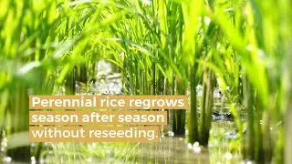 Plant Once, Harvest Multiple Times | BGI Gene Test