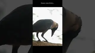 house crow #shorts02 #wildlife #nature #birdsvideo #crow