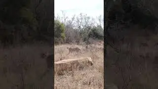 Leopard in the Akagera National Park #shortvideo #travelafrica #travel #vivotreks #africaadventure