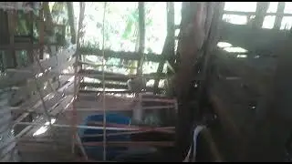 gansos chinos