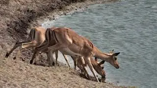 Djuma: Three Impala females get a drink  - 08:47 - 09/29/18