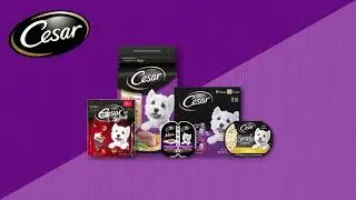 🐶 CESAR Beef Filet Mignon & Porterhouse Variety Pack &ndash; 12 Count