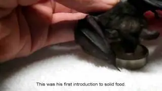 BatWorldSanctuary-Lil-Drac,Part II.avi
