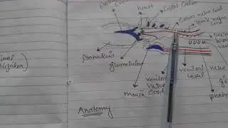 Acorn worm (hemichordata)