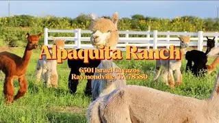 @alpaquitaranch #1 Alpaca Ranch in Texas | Day Tour Experience