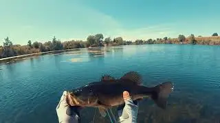 FLOAT TUBE BIRTHDAY BASS!! ALL SOLID BASS