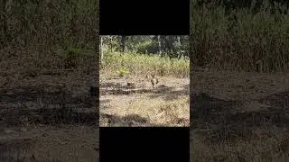 Spotted Deer at Kanha Core Zone #mptourism #viralvideo #shortsvideo #tigersafari