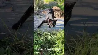 Cute Black Cat 😎 #blackcat #cute #black #nero #negro #catshort #catvideo #catvlog #animal #animalyt