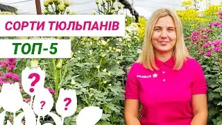 Найкращі сорти тюльпанів. Огляд із фото | Лучшие сорта тюльпанов. Обзор с фото.