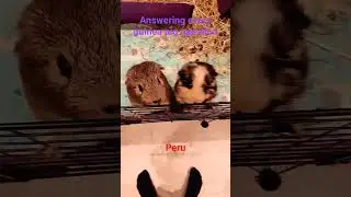 answering guinea-pig related questions #pets #guineapig #guineapighome
