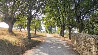Nunca había visto árboles así | Día 14 (52,2 km) | Camino de Santiago desde Madrid