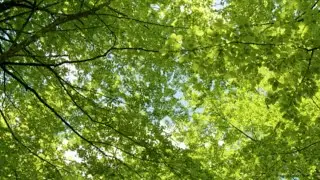 The Essence of Awakening Joy