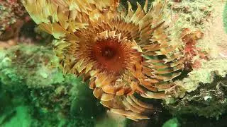 Trezza San Pietro_natural reef (Friuli Venezia Giulia - Italy)